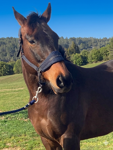 Vente de cheval : Steevy
