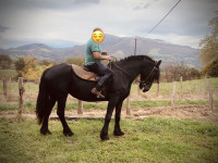 Vente de cheval : Eguzki Van woopka 