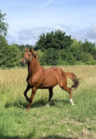 Vente de cheval : Master Cality