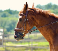 Filets, brides, bridons