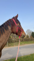 Vente de cheval : Neige