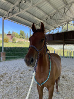 Vente de cheval : Haslan des Eymes