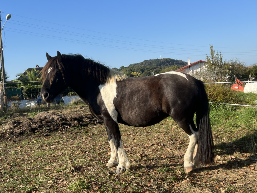 Vente de poney