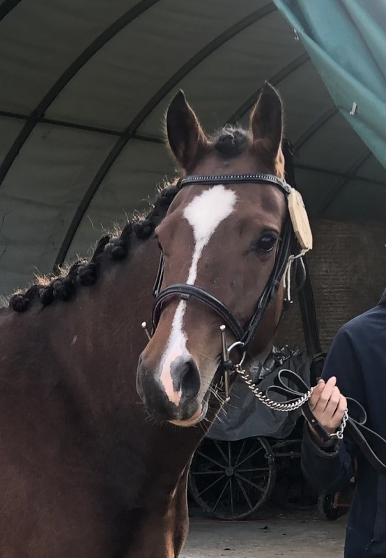 Vente de cheval : Latika AD