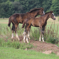 Vente de cheval : talisman du vieux saule