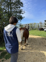 Vente de cheval : Milord de lavaud