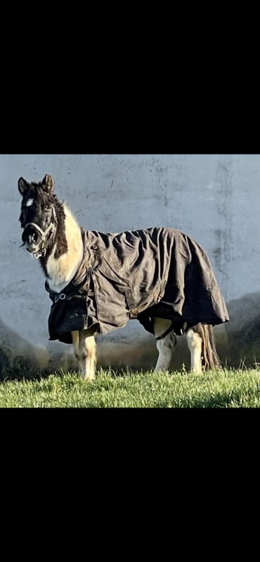 Vente de poney