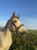 Vente de cheval : Daymond 