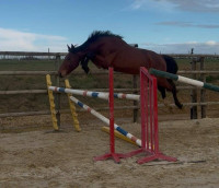 Vente de cheval : N Enoch 