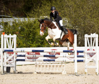 Vente de cheval : Jilawa 