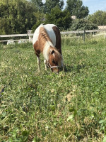 Vente de poney