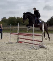 Vente de cheval : KARC EN CIEL