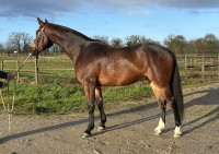 Vente de cheval : Crack du Bochard