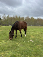 Vente de cheval : Encore une Fille