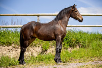 Vente de cheval : PLUME DEHAM