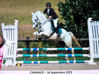 Vente de cheval : Bolzano Forza