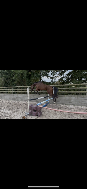 Vente de cheval : Naos Gede