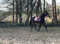 Vente de cheval : Desiree 