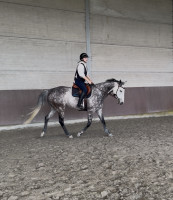 Vente de cheval : Cordey Sprite