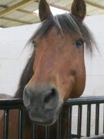 cherche palefrenier eure Dpt 27 prox lyons la foret