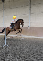 Vente de cheval : Dschingis Breizh