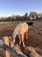 Vente de cheval : Ell�y Va d�engorge