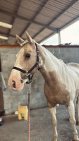 Vente de cheval : Caryo