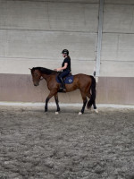 Vente de cheval : Maestro de Cristal