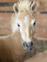 Vente de poney