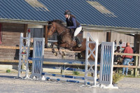 Vente de cheval : Hongre