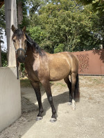 Vente de cheval : Mozart