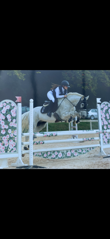 Vente de cheval : Anton 