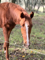Vente de cheval : Pak One Di Gely 