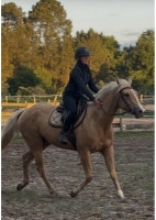 Vente de cheval : Nicoya