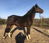Vente de poney