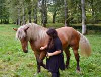 Vente de cheval : Lohizun Lo du boutier