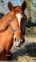 Vente de cheval : Kalinka de l�hacienda 