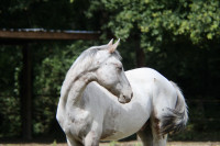 Vente de cheval : Patcho Datal