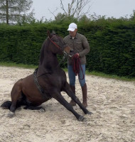 Vente de cheval : JUNCO