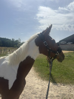 Vente de cheval : Pommery 