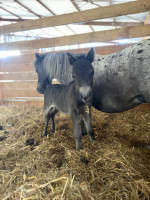 Vente de poney