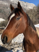 Vente de cheval : Genius 