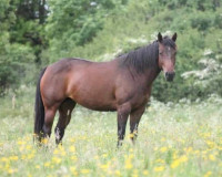 Vente de cheval : Golden top girl
