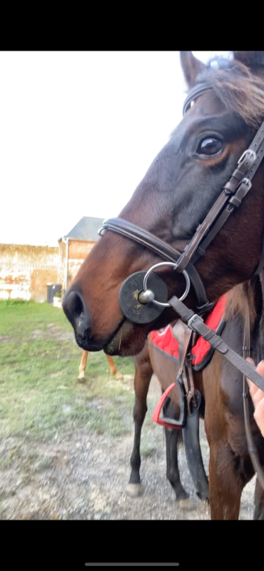 Vente de cheval : Mendi basc 