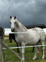 Vente de cheval : Jezebel S