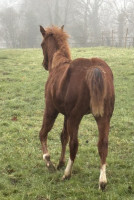 Vente de cheval : FL JOLYNE GUN