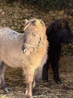 Vente de poney