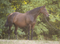Vente de cheval : Funny Stars