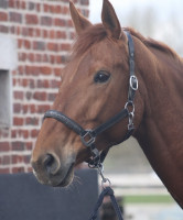 Vente de cheval : LUCIE