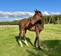 Vente de cheval : Praia Odaca